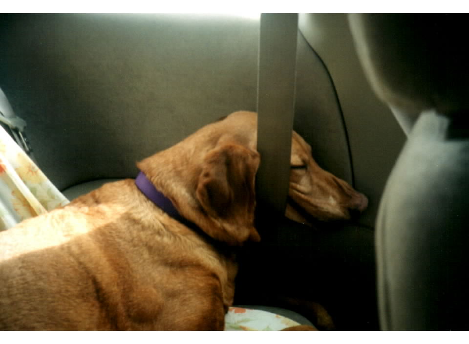seatbelt.jpg